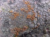 Caloplaca ceracea